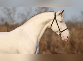 PRE Mix, Stallone, 8 Anni, 161 cm, Perlino