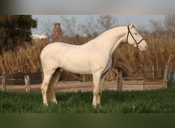 PRE Mix, Stallone, 8 Anni, 161 cm, Perlino