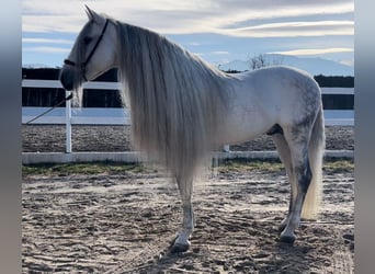 PRE Mix, Stallone, 8 Anni, 162 cm, Grigio