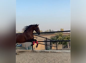 PRE Mix, Stallone, 8 Anni, 164 cm, Baio ciliegia