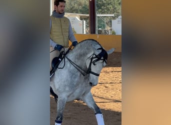 PRE Mix, Stallone, 8 Anni, 164 cm, Grigio pezzato