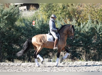PRE, Stallone, 8 Anni, 165 cm, Falbo