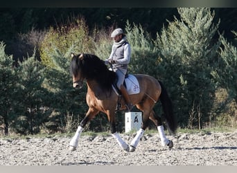 PRE, Stallone, 8 Anni, 165 cm, Falbo