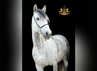 PRE Mix, Stallone, 8 Anni, 165 cm, Grigio