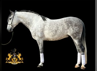 PRE Mix, Stallone, 8 Anni, 165 cm, Grigio