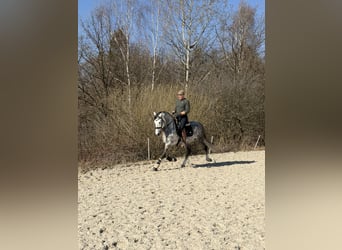 PRE Mix, Stallone, 8 Anni, 165 cm, Grigio pezzato