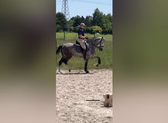 PRE Mix, Stallone, 8 Anni, 165 cm, Grigio pezzato