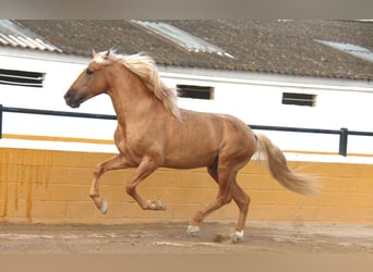 PRE Mix, Stallone, 8 Anni, 165 cm, Palomino