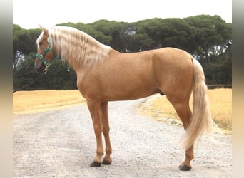 PRE Mix, Stallone, 8 Anni, 165 cm, Palomino