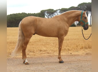 PRE Mix, Stallone, 8 Anni, 165 cm, Palomino