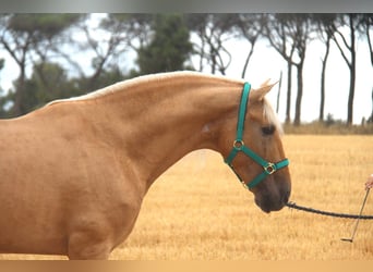 PRE Mix, Stallone, 8 Anni, 165 cm, Palomino