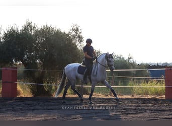 PRE, Stallone, 8 Anni, 166 cm, Grigio
