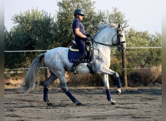 PRE, Stallone, 8 Anni, 166 cm, Grigio
