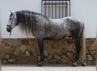 PRE Mix, Stallone, 8 Anni, 166 cm, Grigio