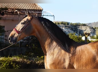PRE Mix, Stallone, 8 Anni, 166 cm, Pelle di daino