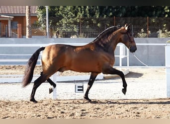 PRE Mix, Stallone, 8 Anni, 166 cm, Pelle di daino