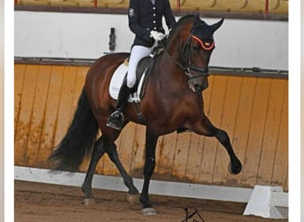 PRE Mix, Stallone, 8 Anni, 167 cm, Baio