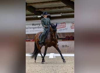 PRE Mix, Stallone, 8 Anni, 167 cm, Baio