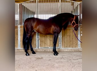PRE Mix, Stallone, 8 Anni, 167 cm, Baio scuro