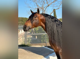 PRE Mix, Stallone, 8 Anni, 167 cm, Baio scuro