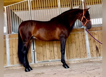 PRE Mix, Stallone, 8 Anni, 167 cm, Baio scuro