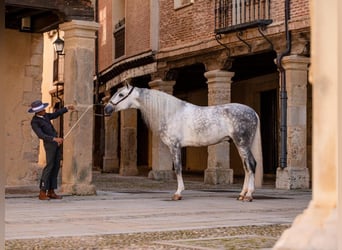 PRE Mix, Stallone, 8 Anni, 167 cm, Grigio