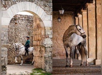 PRE Mix, Stallone, 8 Anni, 167 cm, Grigio