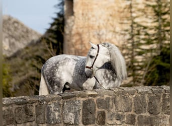 PRE Mix, Stallone, 8 Anni, 167 cm, Grigio