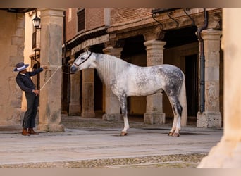 PRE, Stallone, 8 Anni, 167 cm, Grigio