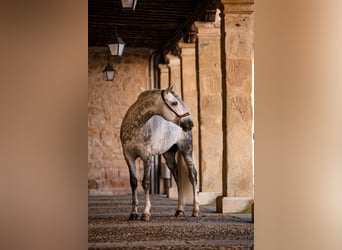 PRE, Stallone, 8 Anni, 167 cm, Grigio