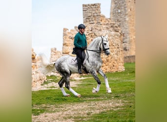 PRE, Stallone, 8 Anni, 167 cm, Grigio