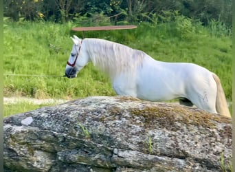 PRE, Stallone, 8 Anni, 168 cm, Grigio