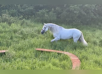 PRE, Stallone, 8 Anni, 168 cm, Grigio