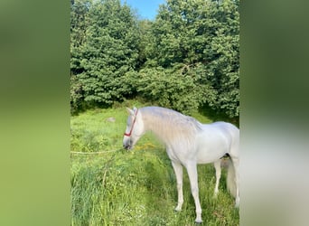 PRE, Stallone, 8 Anni, 168 cm, Grigio