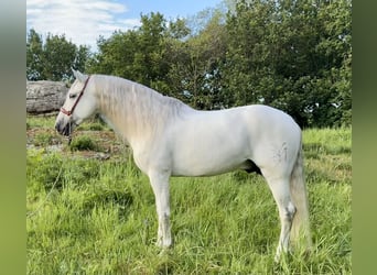 PRE, Stallone, 8 Anni, 168 cm, Grigio