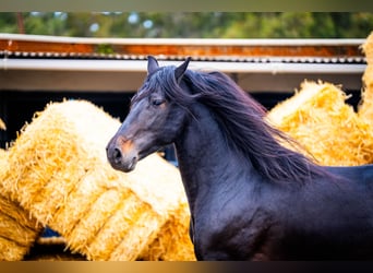 PRE Mix, Stallone, 8 Anni, 168 cm, Morello