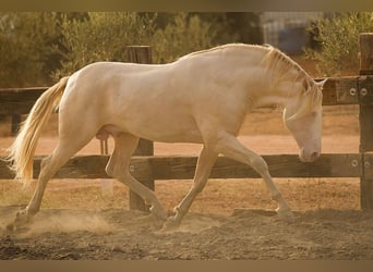 PRE, Stallone, 8 Anni, 168 cm, Perlino