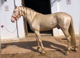 PRE, Stallone, 8 Anni, 168 cm, Perlino