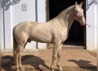 PRE, Stallone, 8 Anni, 168 cm, Perlino