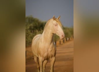 PRE, Stallone, 8 Anni, 168 cm, Perlino
