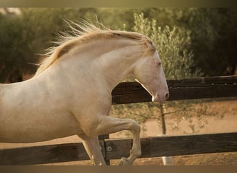 PRE, Stallone, 8 Anni, 168 cm, Perlino