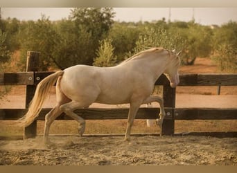 PRE, Stallone, 8 Anni, 168 cm, Perlino