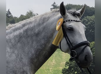 PRE, Stallone, 8 Anni, 169 cm, Grigio pezzato