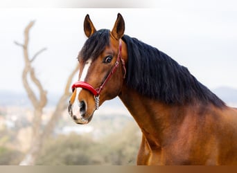 PRE Mix, Stallone, 8 Anni, 170 cm, Baio ciliegia