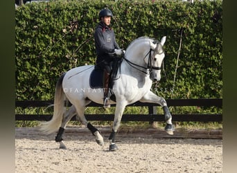 PRE Mix, Stallone, 8 Anni, 170 cm, Grigio