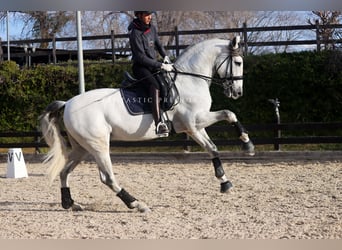 PRE Mix, Stallone, 8 Anni, 170 cm, Grigio