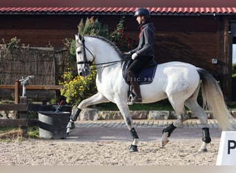 PRE Mix, Stallone, 8 Anni, 170 cm, Grigio