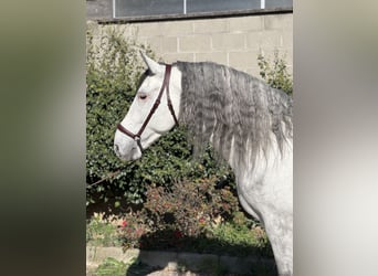 PRE, Stallone, 8 Anni, 170 cm, Grigio