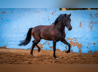 PRE Mix, Stallone, 8 Anni, 170 cm, Morello