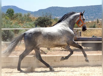 PRE Mix, Stallone, 8 Anni, 171 cm, Grigio